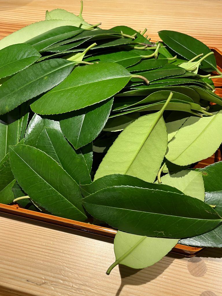 多羅葉