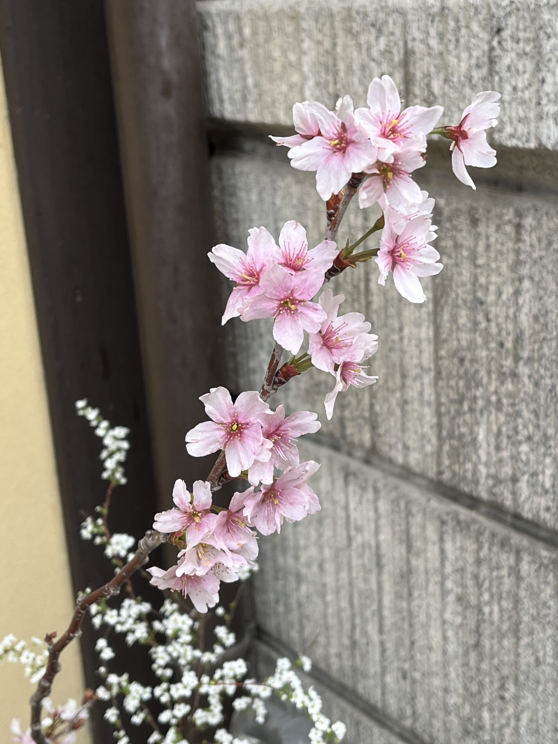 桜