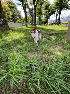 猛暑